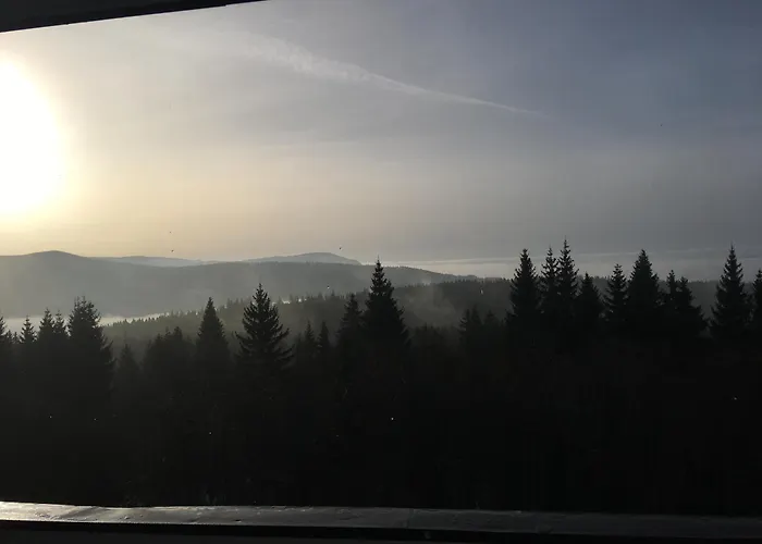Feuersalamander Am Predigtstuhl