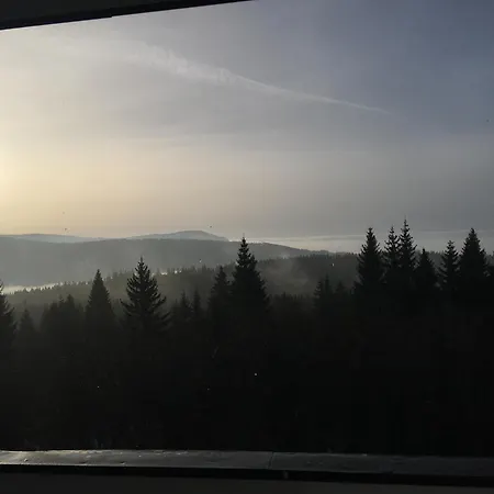 Feuersalamander Am Predigtstuhl